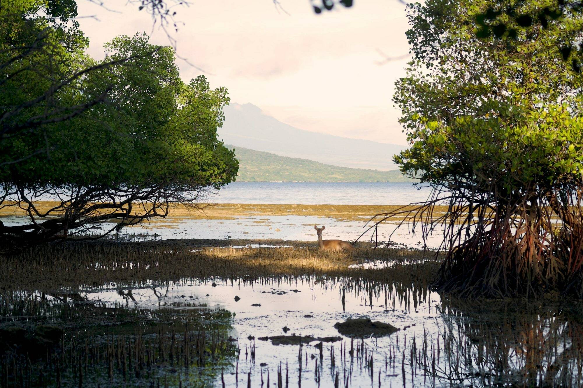 Menjangan Ecolodge - Chse Certified Banyuwedang Zewnętrze zdjęcie
